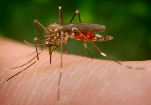 zika-vc3adrus-mosquito-300x209